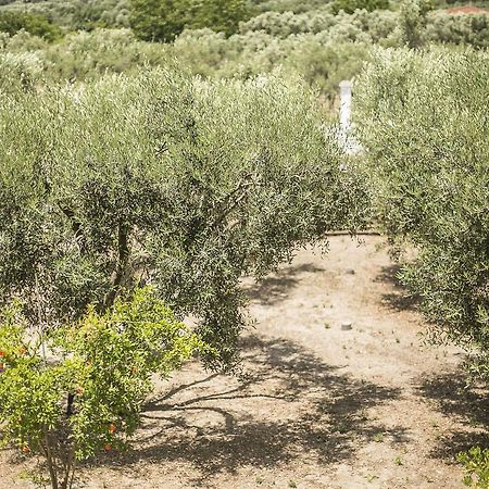 Olive Tree Apartments Fourka Luaran gambar