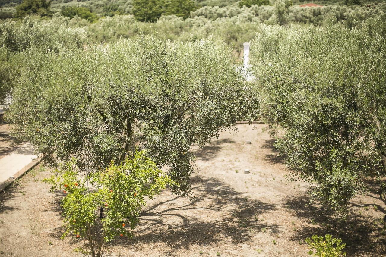 Olive Tree Apartments Fourka Luaran gambar